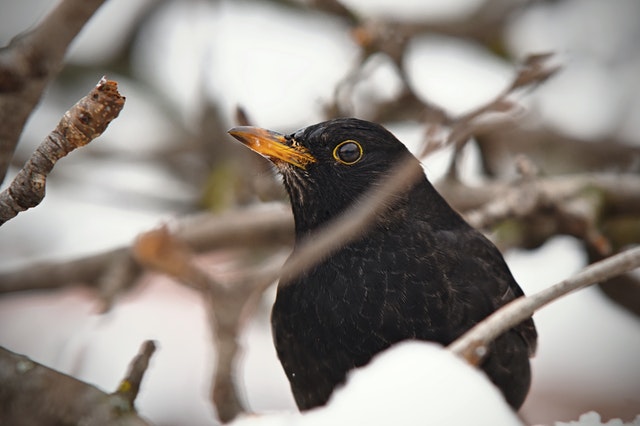 A perched common blackbird