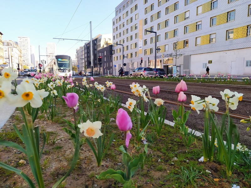 Daffodils and tulips, with tramway in background